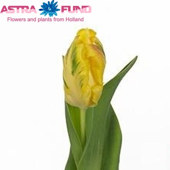 Tulipa Parkiet Grp 'Sun Parrot' fotó
