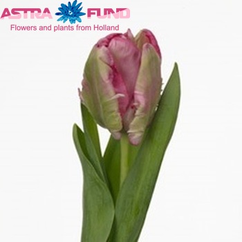 Tulipa Parkiet Grp 'Webers Parrot pink' photo