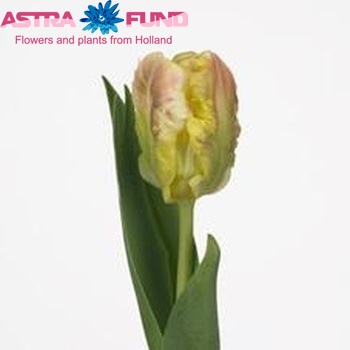 Tulipa Parkiet Grp 'Webers Parrot Spectrum' photo