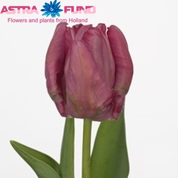 Tulipa Parkiet Grp 'Weeny' photo