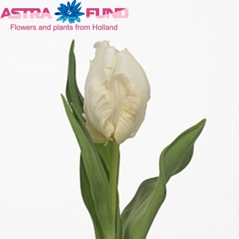 Tulipa Parkiet Grp 'Winter Parrot' photo