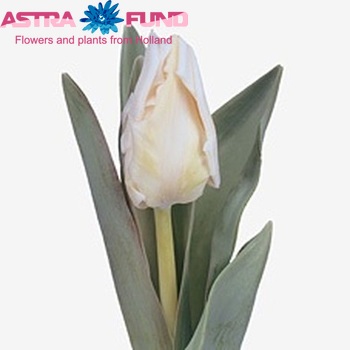 Tulipa Parkiet Grp 'Witte Rebel' photo