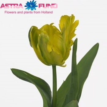 Tulipa Parkiet Grp 'Yellow Present Parrot' photo