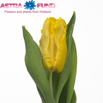 Tulipa Parkiet Grp 'Yellow Sun' fotó