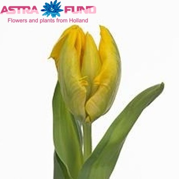 Tulipa Parkiet Grp 'Yellow Wing' fotó