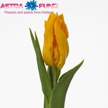 Tulipa Parkiet Grp 'Yoko Parrot' fotó