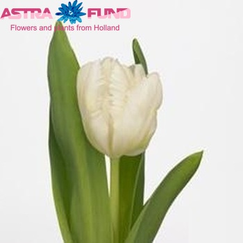 Tulipa parkiet 'White Parrot' fotó