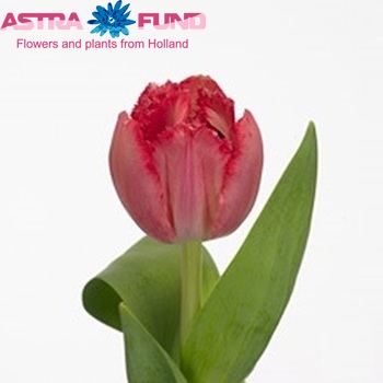 Tulipa 'Petticoat' fotó