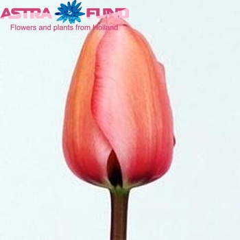 Tulipa Pink Impression fotó