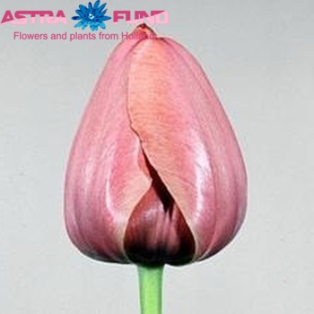 Tulipa 'Pink Impression' fotó