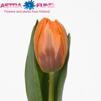 Tulipa Prinses Irene fotó