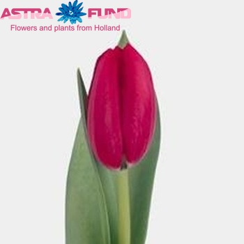 Tulipa Prominence photo