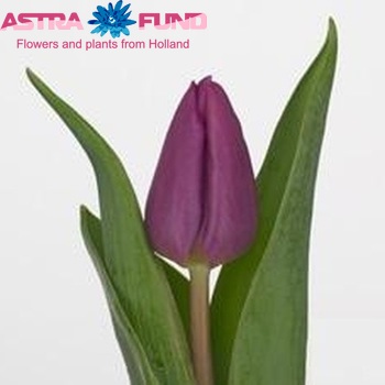 Tulipa Purple Prince photo