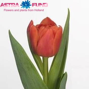 Tulipa 'Rainn?e' photo