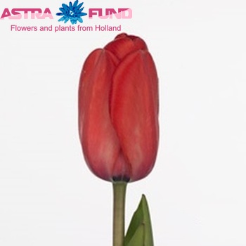 Tulipa Red Impression' photo