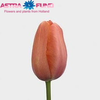 Tulipa Renown photo
