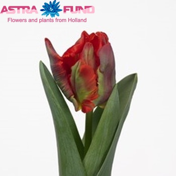 Tulipa Rococo photo