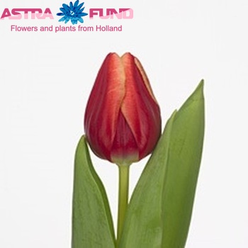 Tulipa Triumf Grp enkel 'Adam Pearl' fotó