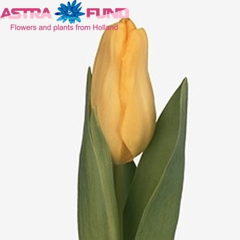 Tulipa Triumf Grp enkel 'Agrass Gold' fotó