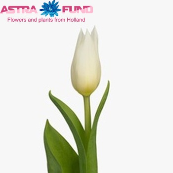 Tulipa Triumf Grp enkel 'Agrass White' fotó