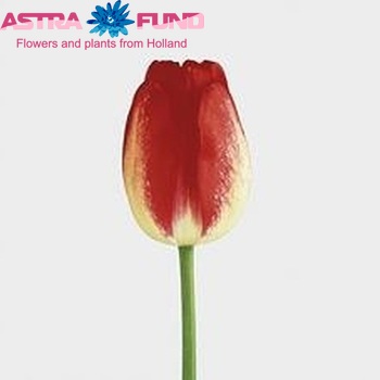 Tulipa Triumf Grp enkel 'Ajax' fotó