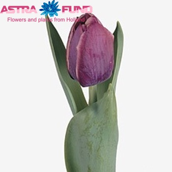 Tulipa Triumf Grp enkel 'Alexander Pushkin' fotó