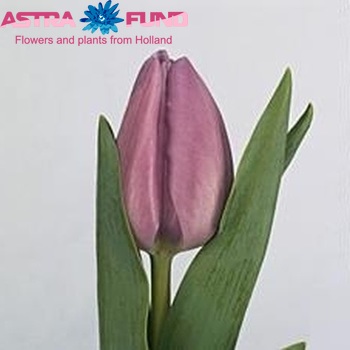 Tulipa Triumf Grp enkel 'Alibi' fotó