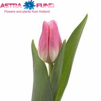 Tulipa Triumf Grp enkel 'All Risk' fotó