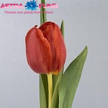 Tulipa Triumf Grp enkel 'Allure' fotó