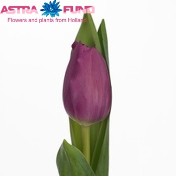 Tulipa Triumf Grp enkel 'Alma Pavlovic' fotó