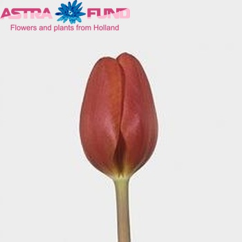 Tulipa Triumf Grp enkel 'Annie Schilder' Foto
