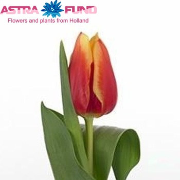 Tulipa Triumf Grp enkel 'Bolroyal Happy' fotografie
