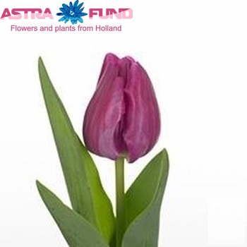 Tulipa Triumf Grp enkel 'Bolroyal Nina' fotografie