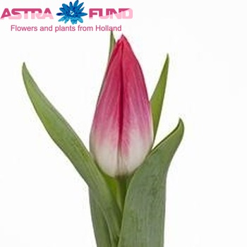 Tulipa Triumf Grp enkel 'Bolroyal Pink' fotografie