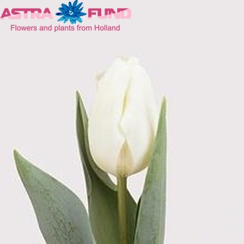 Tulipa Triumf Grp enkel 'Bolroyal Silver' fotografie