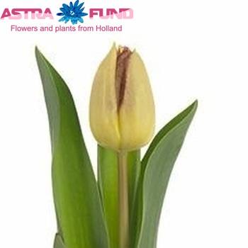 Tulipa Triumf Grp enkel 'Boston' fotografie