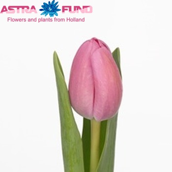 Tulipa Triumf Grp enkel 'Bright Carola' fotografie