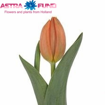 Tulipa Triumf Grp enkel 'Bright Irene' fotografie