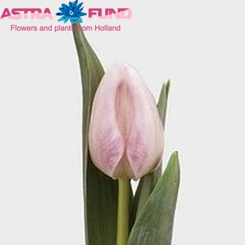 Tulipa Triumf Grp enkel 'Bright Pink Lady' fotografie