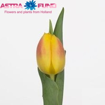 Tulipa Triumf Grp enkel 'Brigitta' fotografie