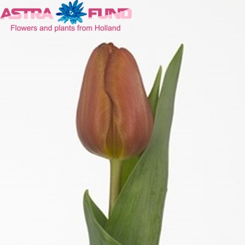 Tulipa Triumf Grp enkel 'Brown Sugar' fotografie