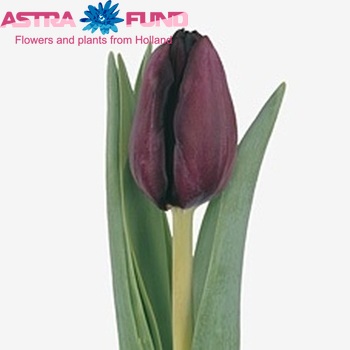 Tulipa Triumf Grp enkel 'Cafe Noir' photo