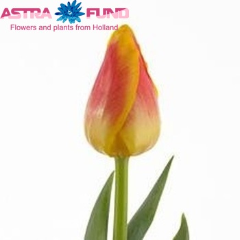 Tulipa Triumf Grp enkel 'Cancun' photo