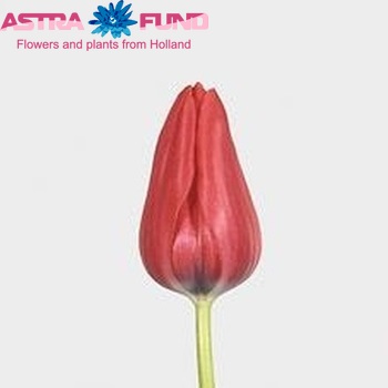 Tulipa Triumf Grp enkel 'Capri' photo