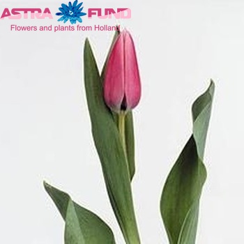Tulipa Triumf Grp enkel 'Capri Dream' photo