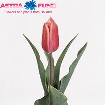 Tulipa Triumf Grp enkel 'Capri Striped' photo