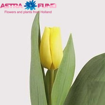 Tulipa Triumf Grp enkel 'Caract?re' photo