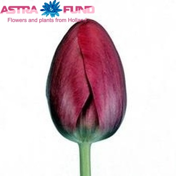 Tulipa Triumf Grp enkel 'Carmen' photo