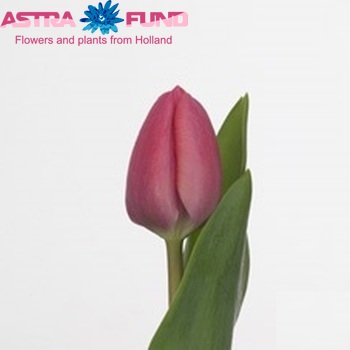 Tulipa Triumf Grp enkel 'Carola' zdjęcie