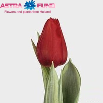 Tulipa Triumf Grp enkel 'Cassini Design' zdjęcie